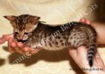 /album/litter-a/adele-www-esbbengalcat-5-jpg1/